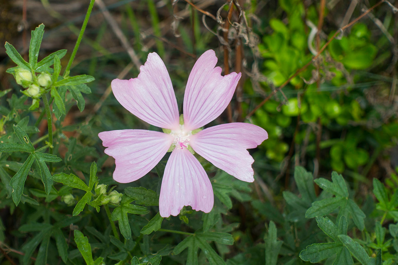Sonnenhungrige Blüte 