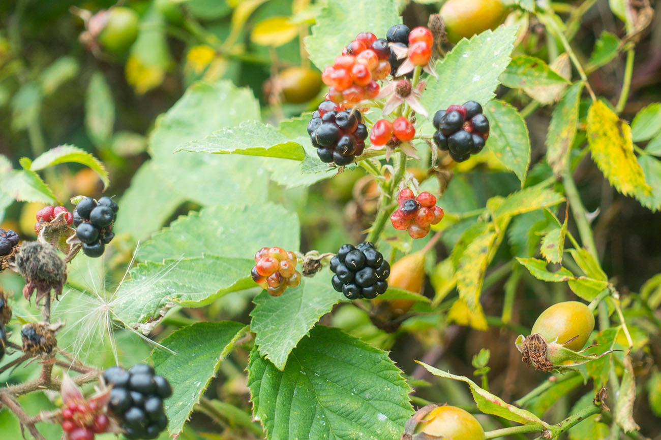 Nicht ganz reife Brombeeren 