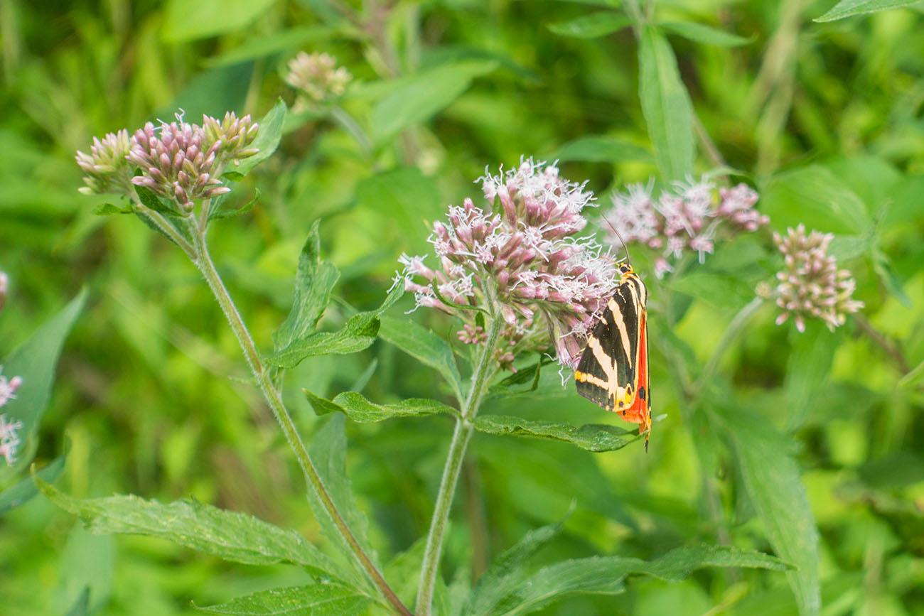 Schmetterling