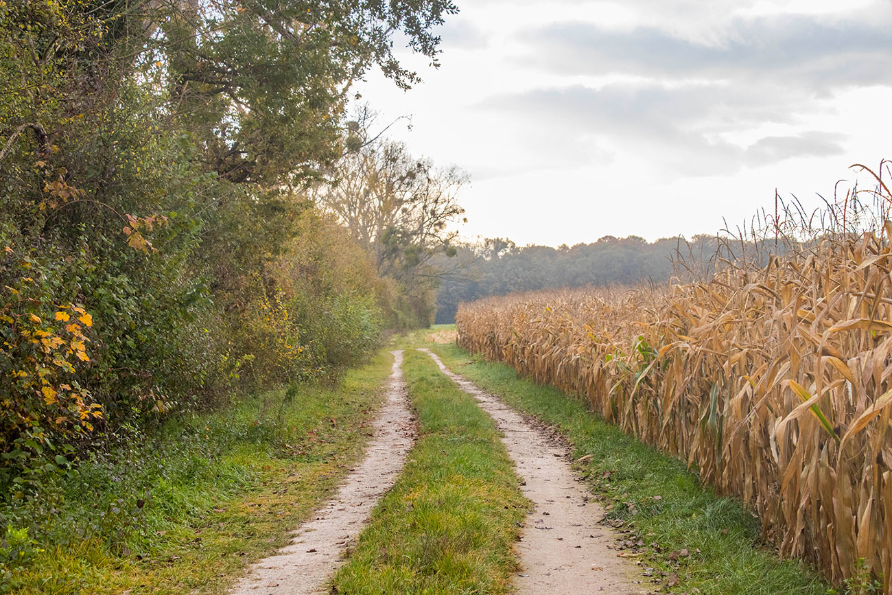 Feldweg zwischen Wald und Feld 