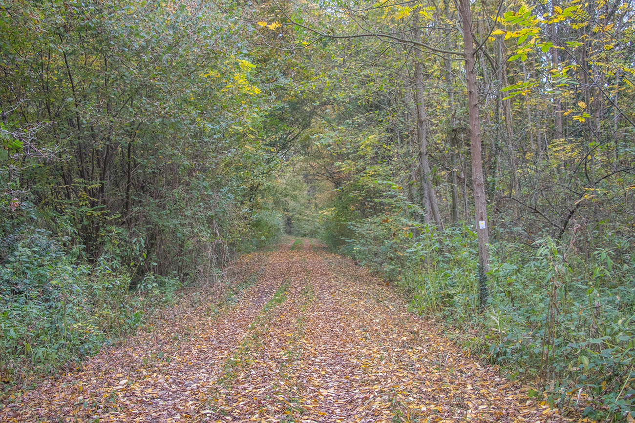 Ab in den Wald 