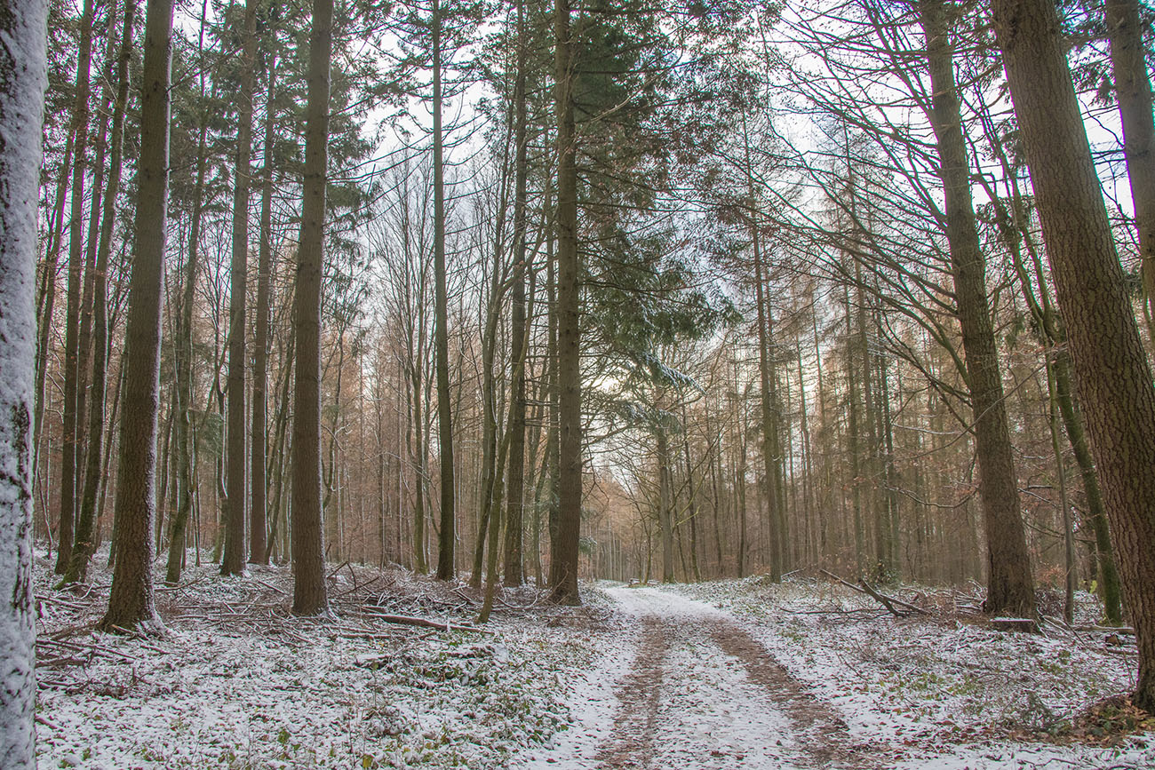 Durch den kalten Wald 