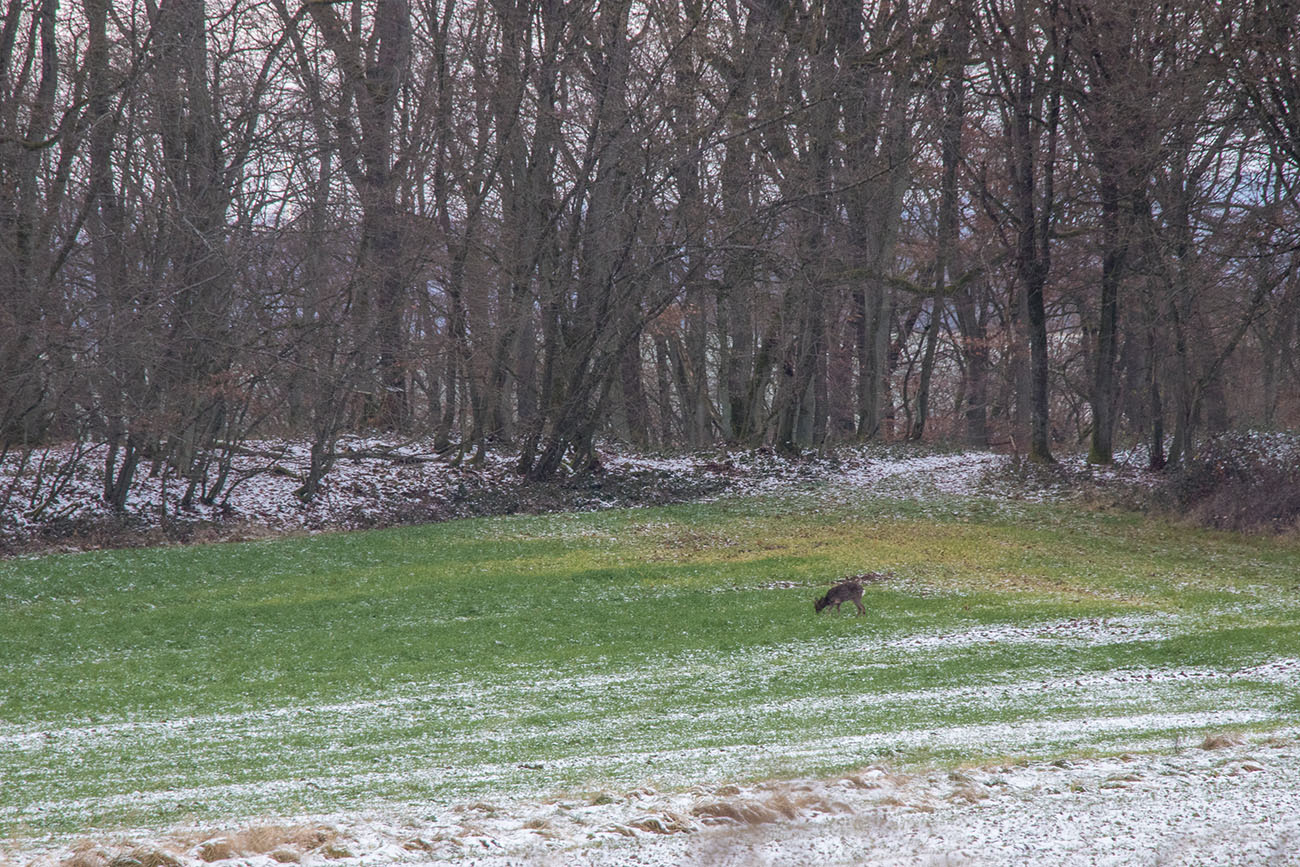 Noch ein Reh auf Futtersuche 