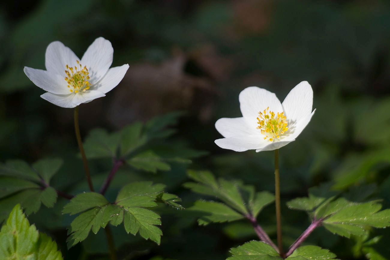 ... um die Farbenpracht der Natur wieder zu entdecken 
