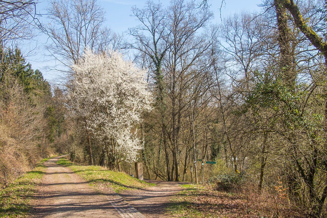 ... und blühende Bäume 