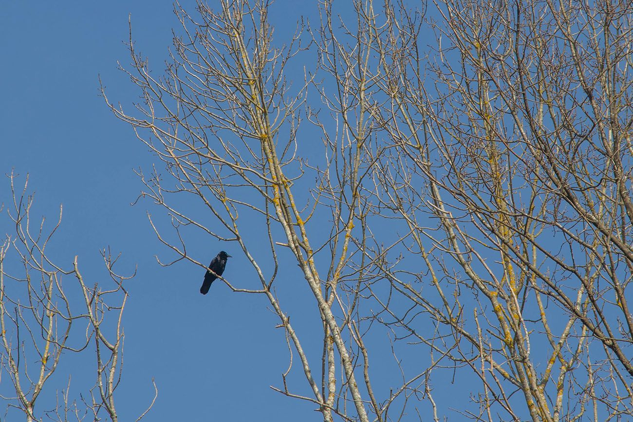 Auch die Rabenkrähe genießt das schöne Wetter 