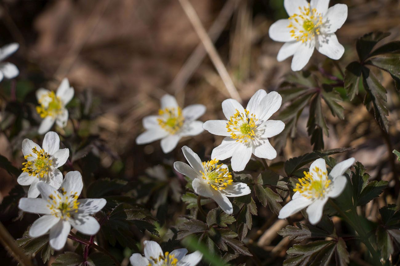 Überall blühen die Blumen 