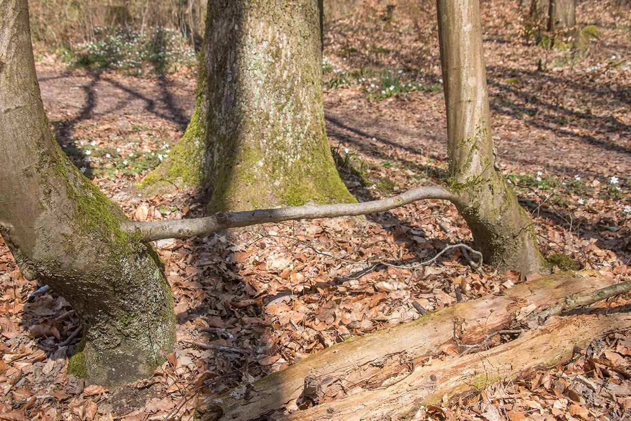 Zu welchem Baum gehört der Ast? 