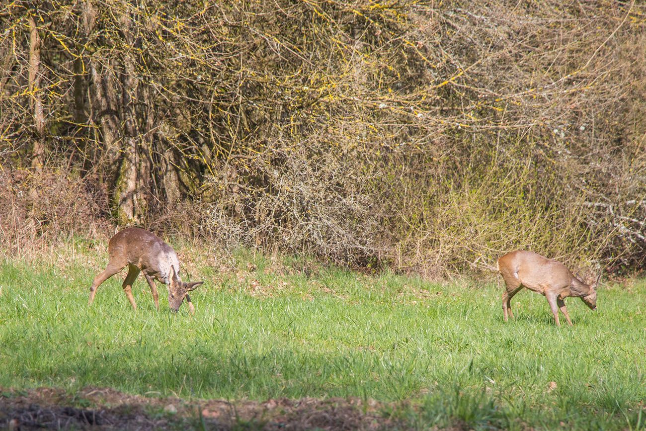 Der Wind stand günstig, ich konnte ziemlich nahe an die Rehe heran ... 