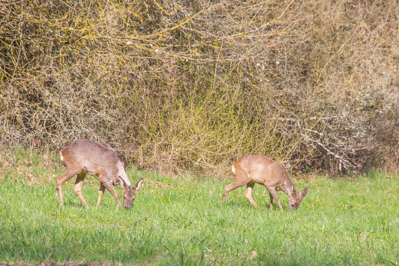 ... ohne bemerkt zu werden