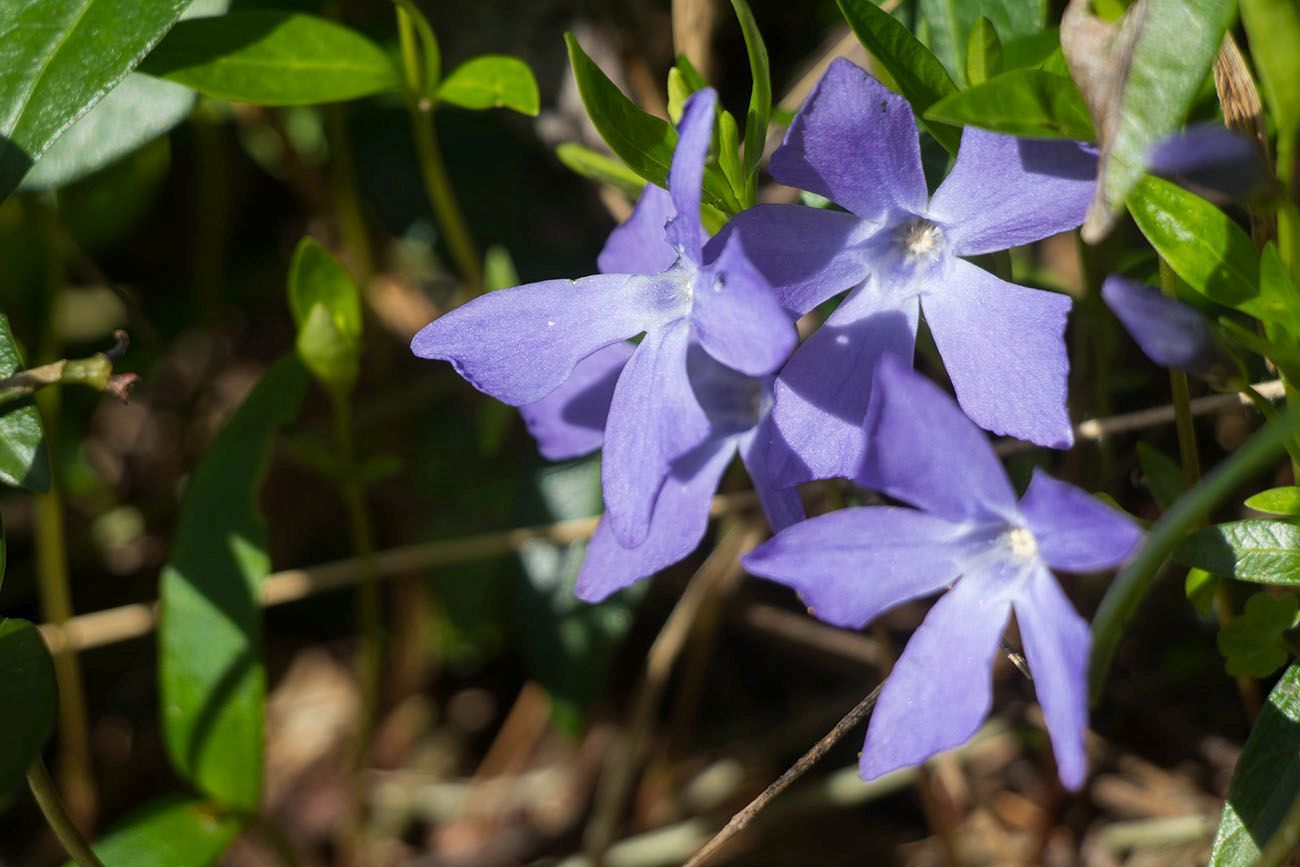 Versteckte Schönheit 