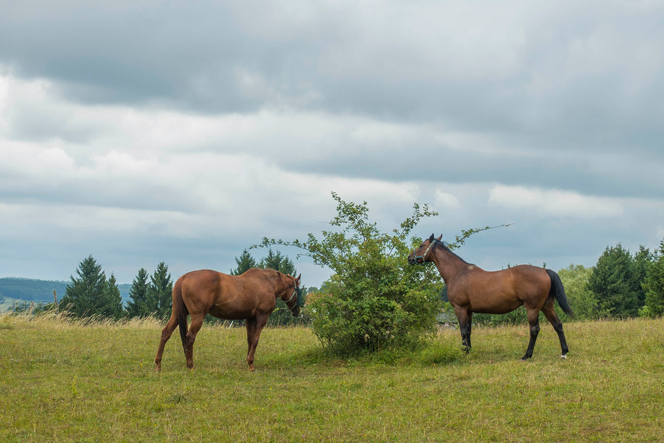 Pferde auf der Koppel 