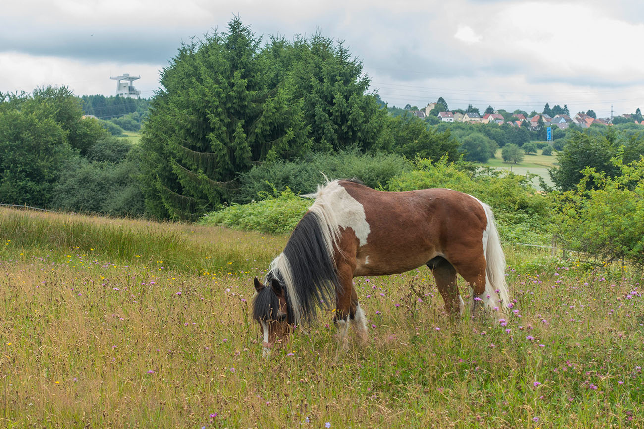 Noch ein Ross am Weiden 