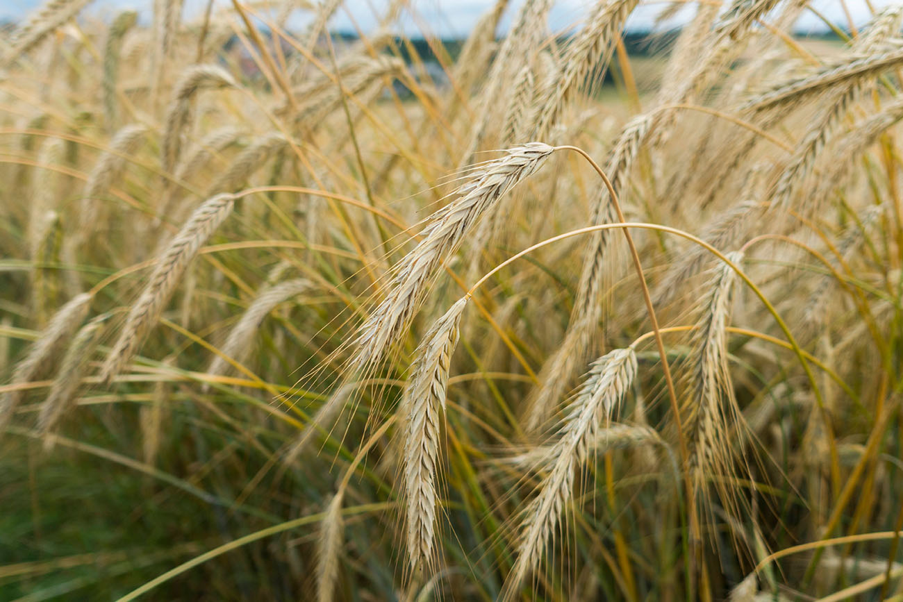 Das Korn ist fast reif 