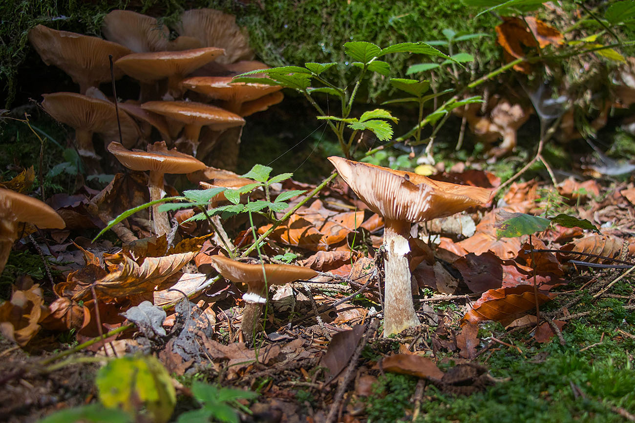 Herbstzeit ist Pilzzeit 