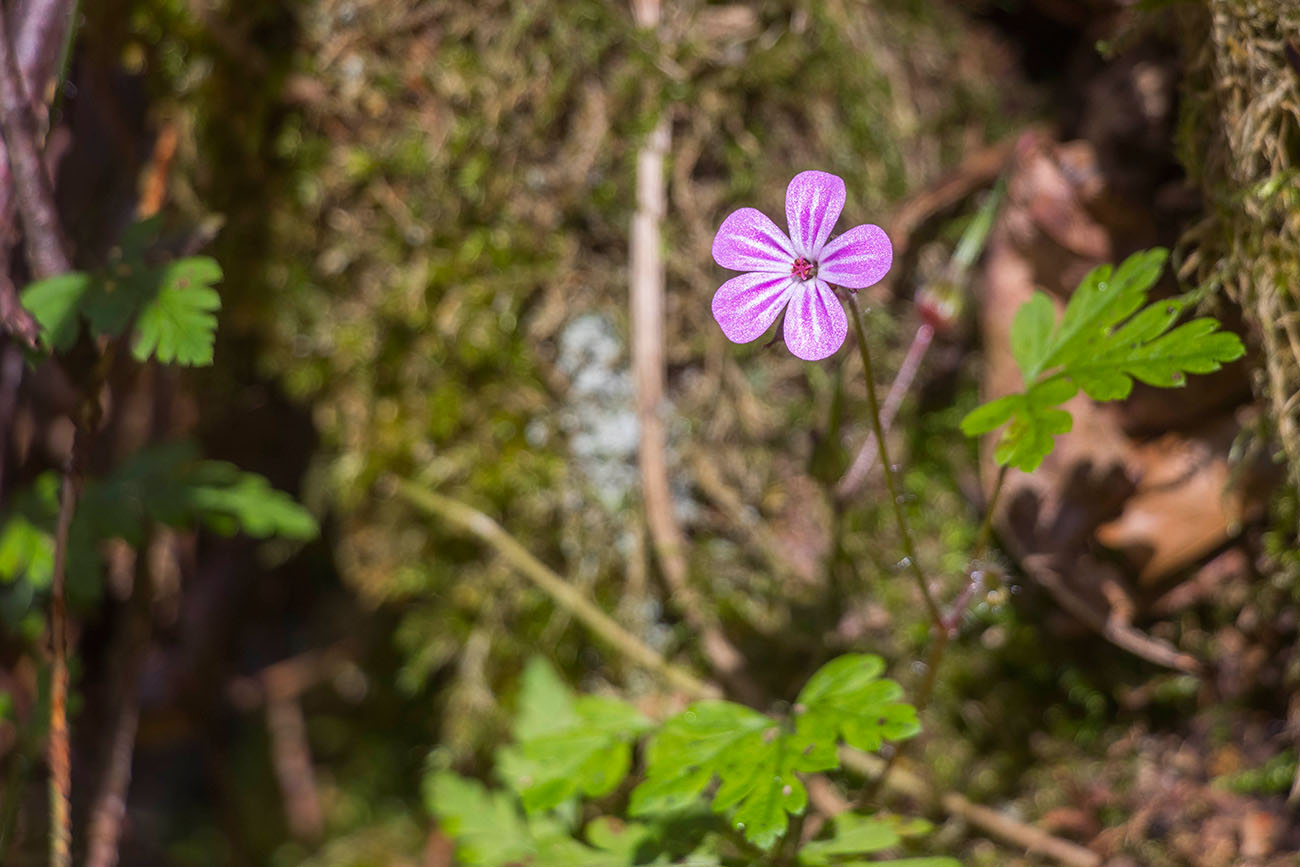 ... und Einsame Blüte 
