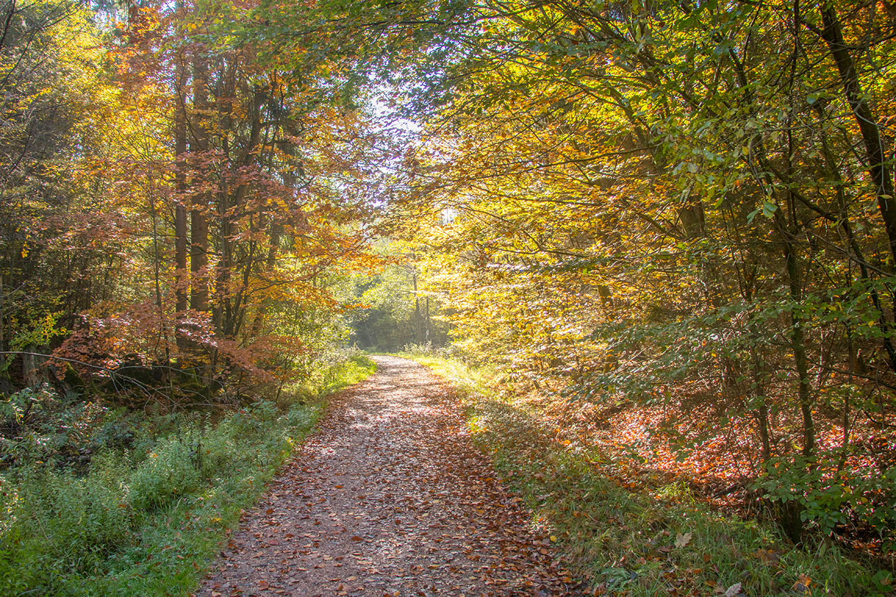 Waldweg zur Talsperre Nonnweiler 
