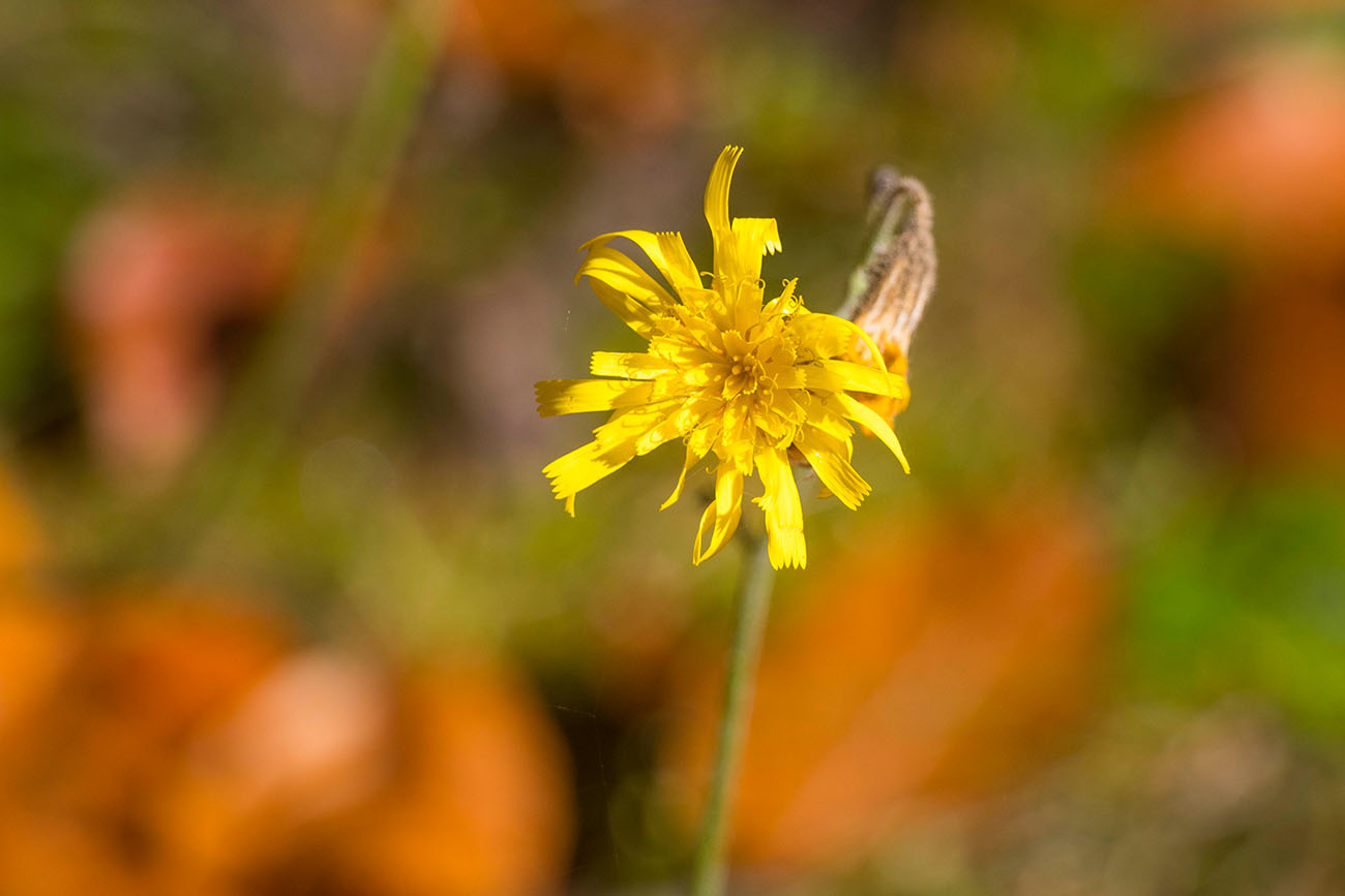 Herbstliche Blüten