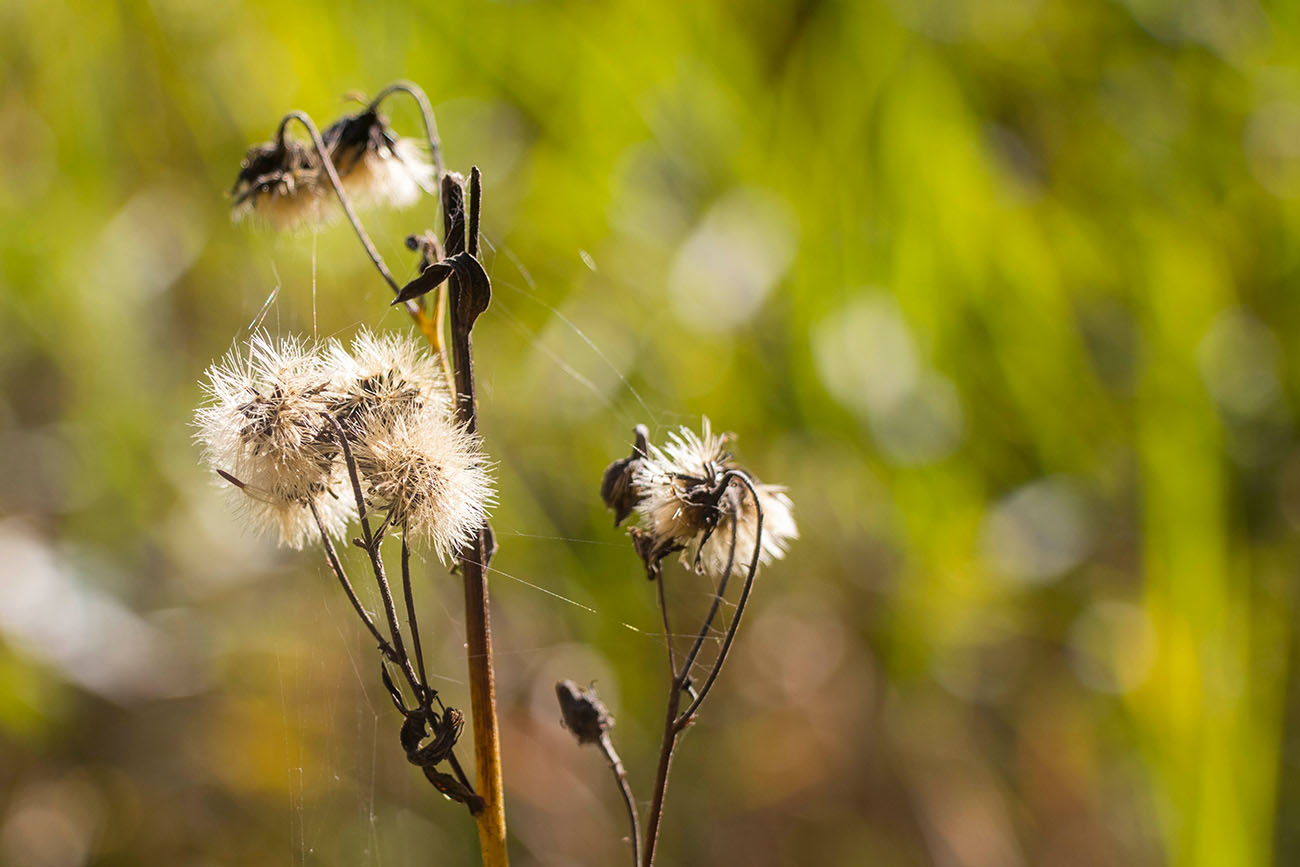 Spinnenfäden an Pflanzen ... 