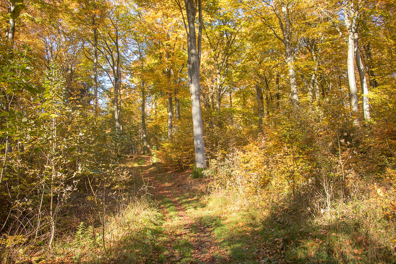 Waldweg nahe dem Keltenwall (am Wall waren zu viele Leute, deshalb kein Foto davon) 