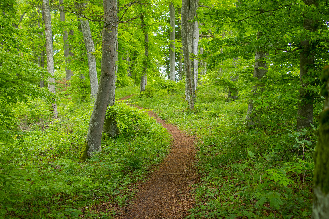 Rückweg auf schmalen Pfaden 