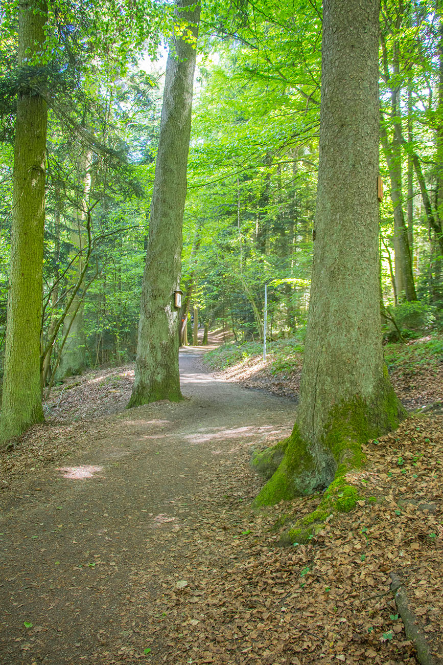 Waldweg bei Bad Dürrheim 