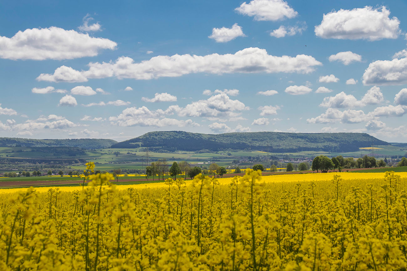 Überall blühen Rapsfelder 