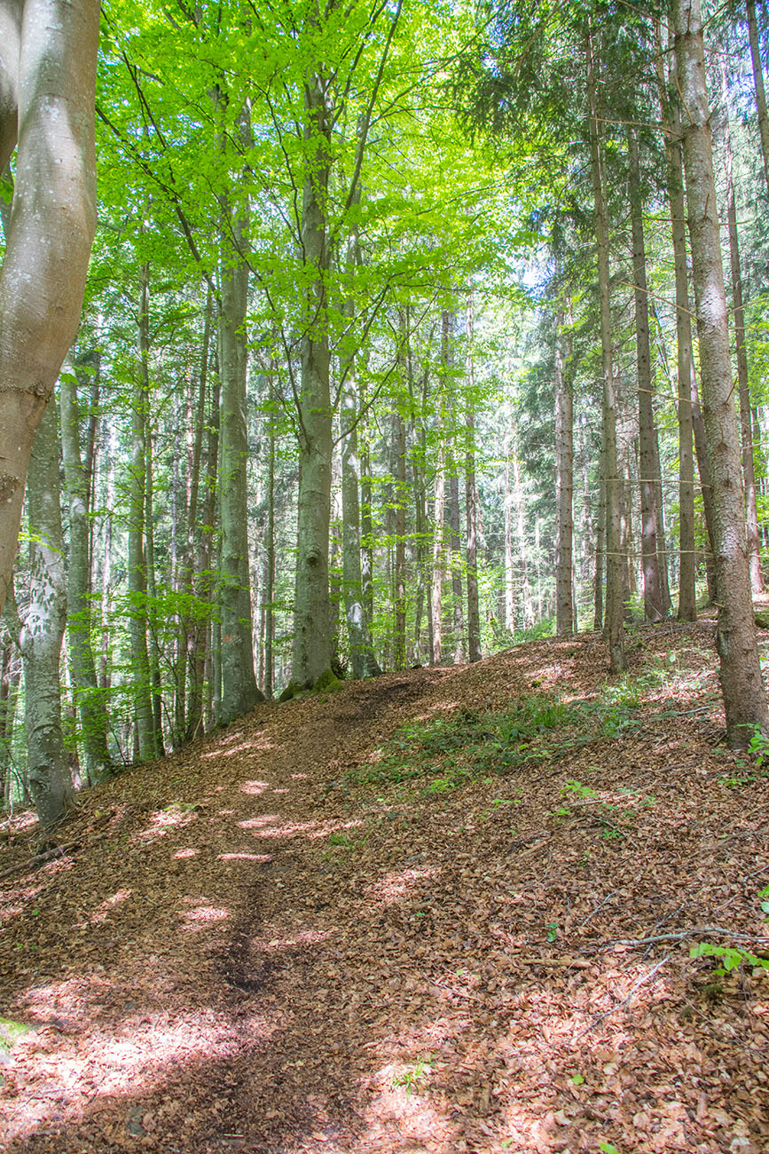 Steiler Waldweg nach Bad Dürrheim 