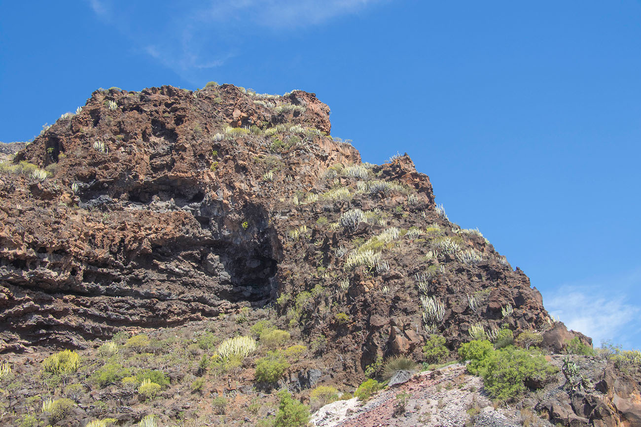 Kakteenbewachsener Fels 