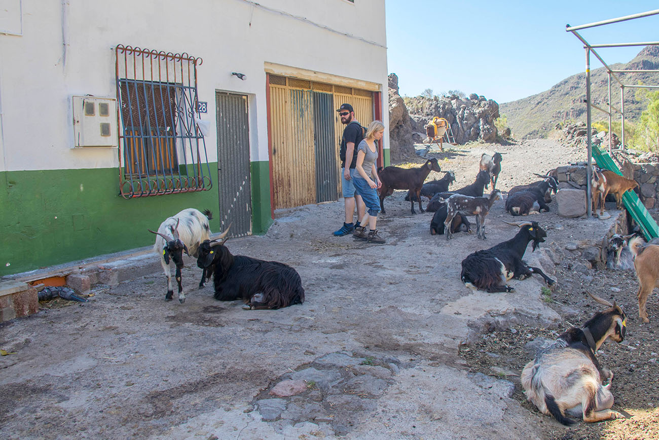 Die Ziegen ruhen sich im Schatten aus 