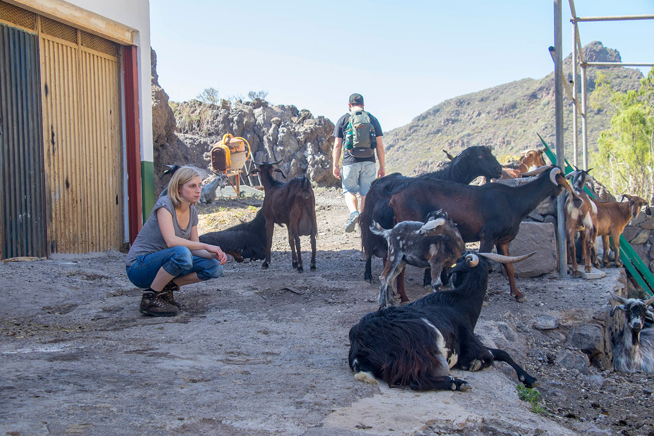 Das junge Zicklein hat es uns angetan 