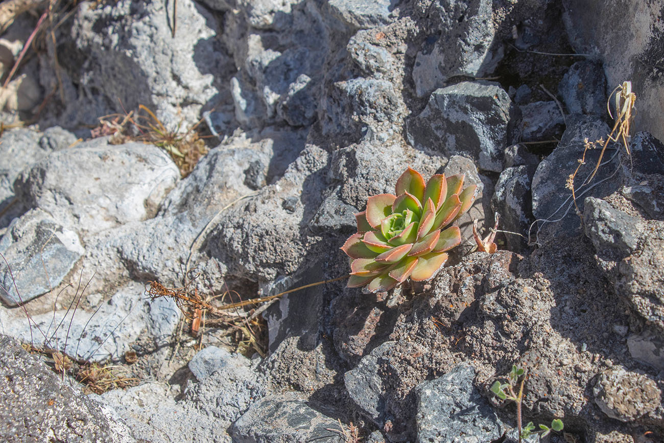 Kanaren-Aeonium (Aeonium canariense)