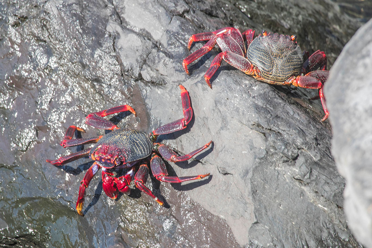 ... tummeln sich die Krabben