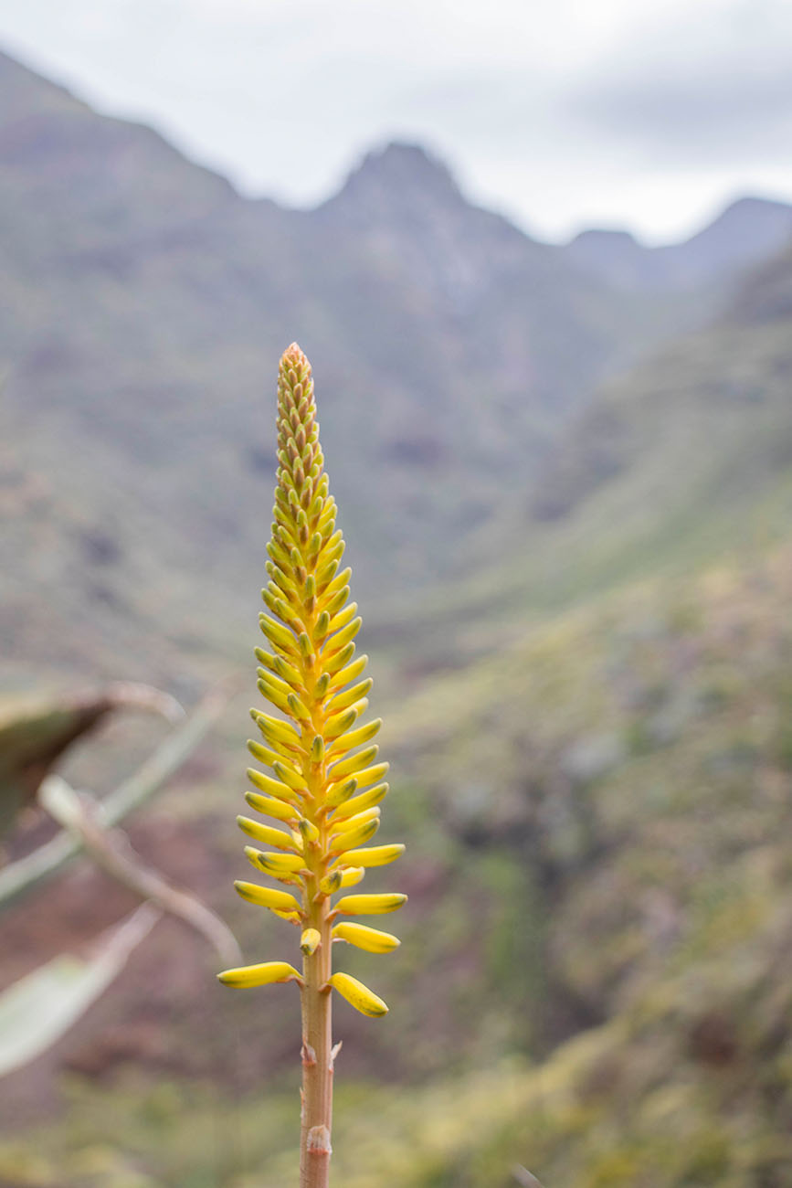 Schöne Planze am Wegesrand 