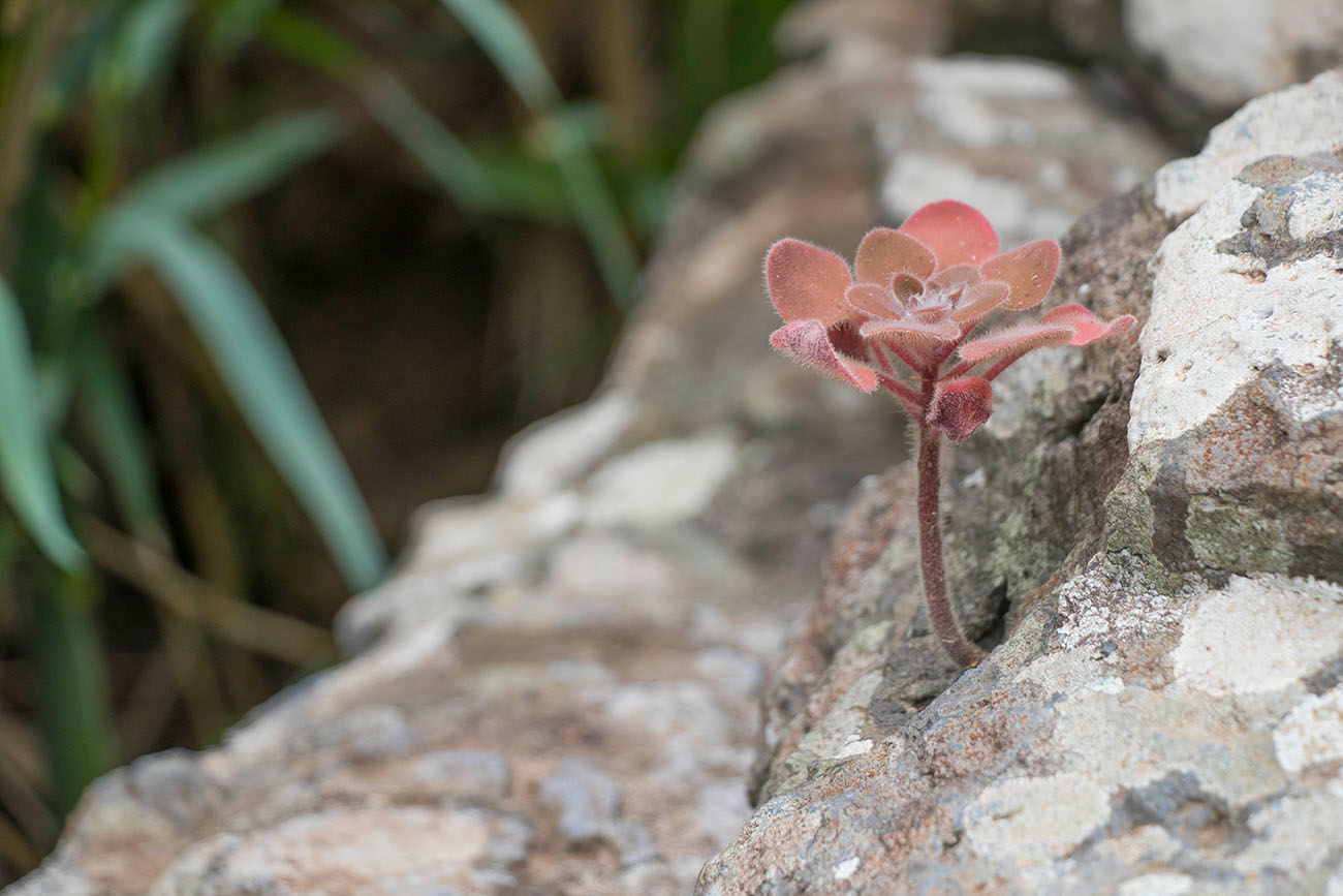 Zartes Pflänzchen im Stein ... 