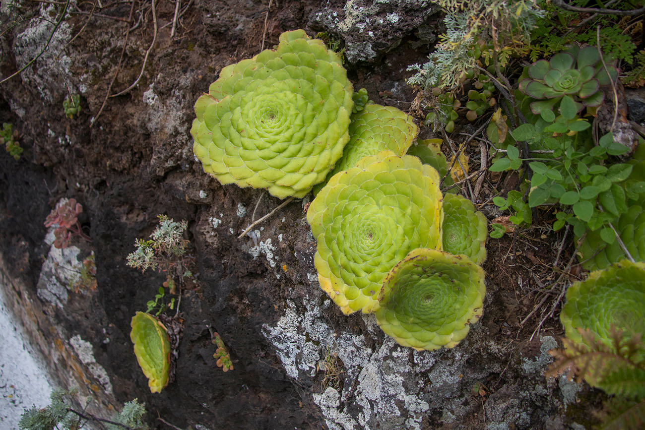... die grünen Rosetten wachsen hier überall 