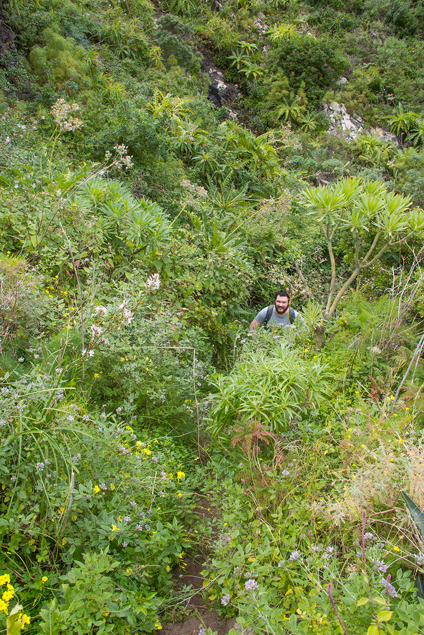 Fast wie im Dschungel 