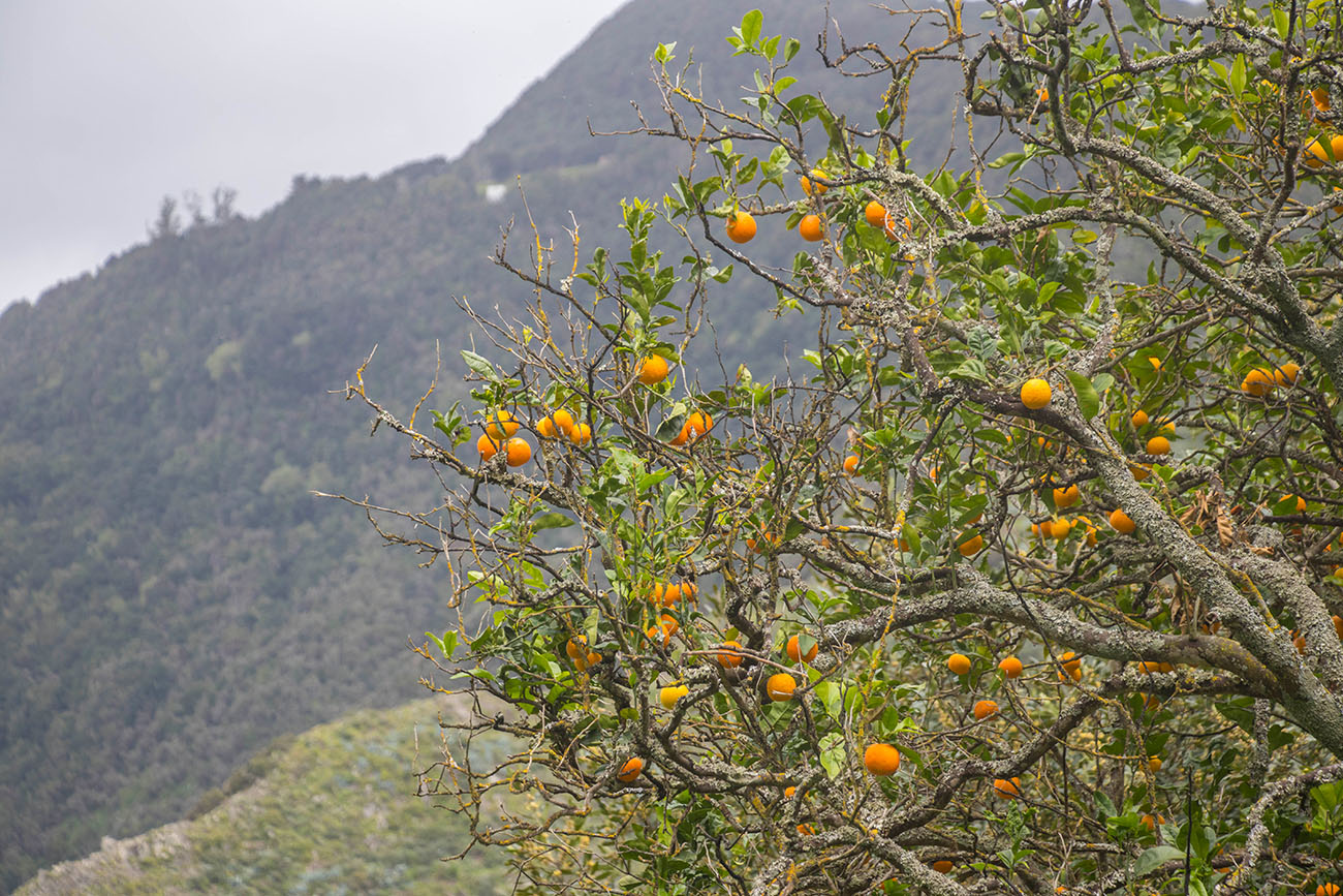 Orangenbaum am Rastplatz 