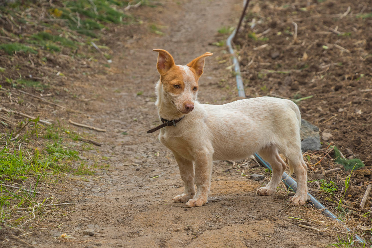 Der kleine Kerl begleitete uns ein Stück 