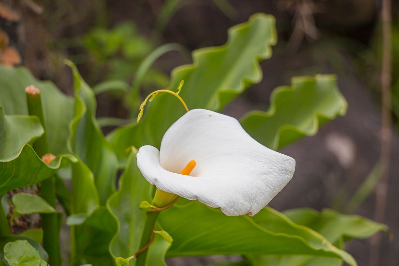 Auch hier gedeihen schöne Blumen 