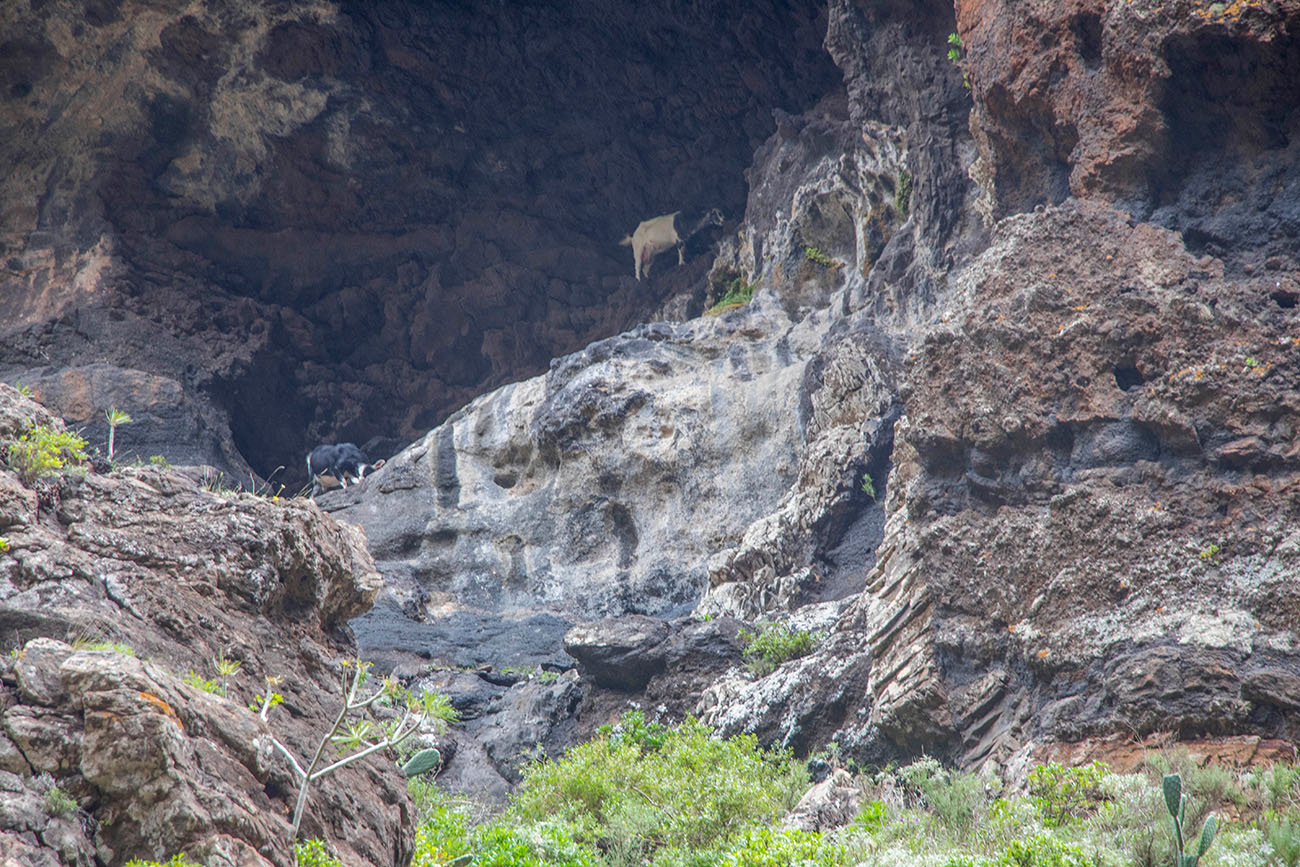 Ziegen in den Felsen 