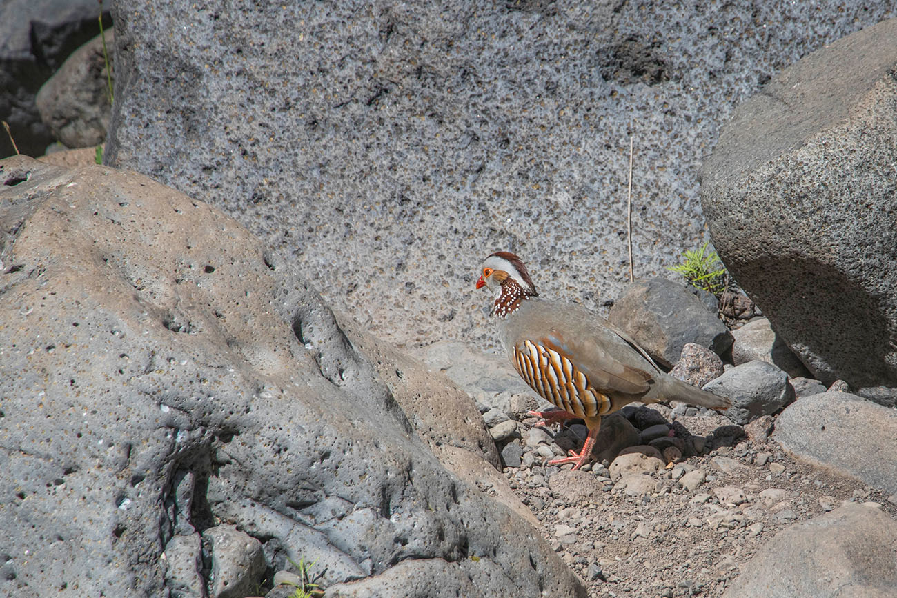 ... auf der Futtersuche 
