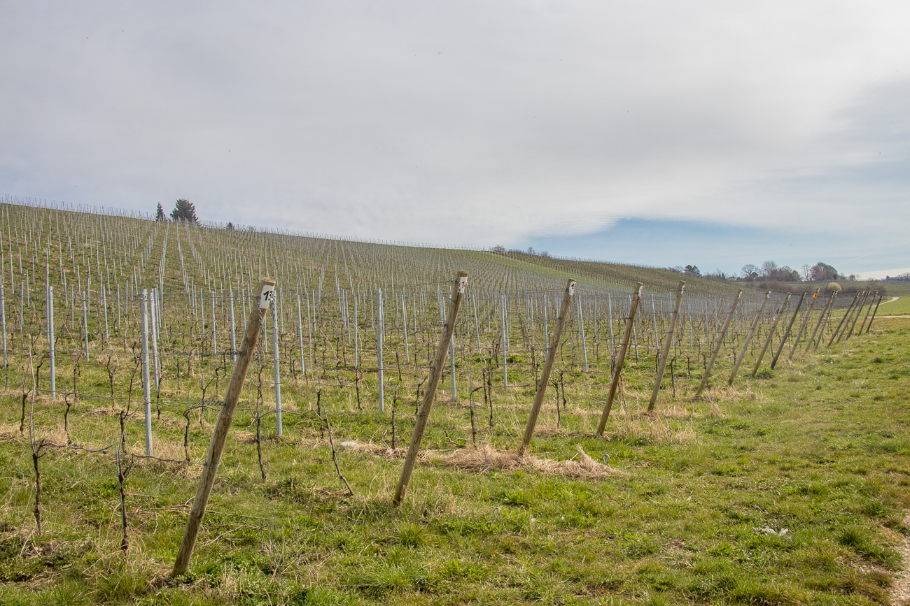 Weinreben am Ufer des Hochrheins 
