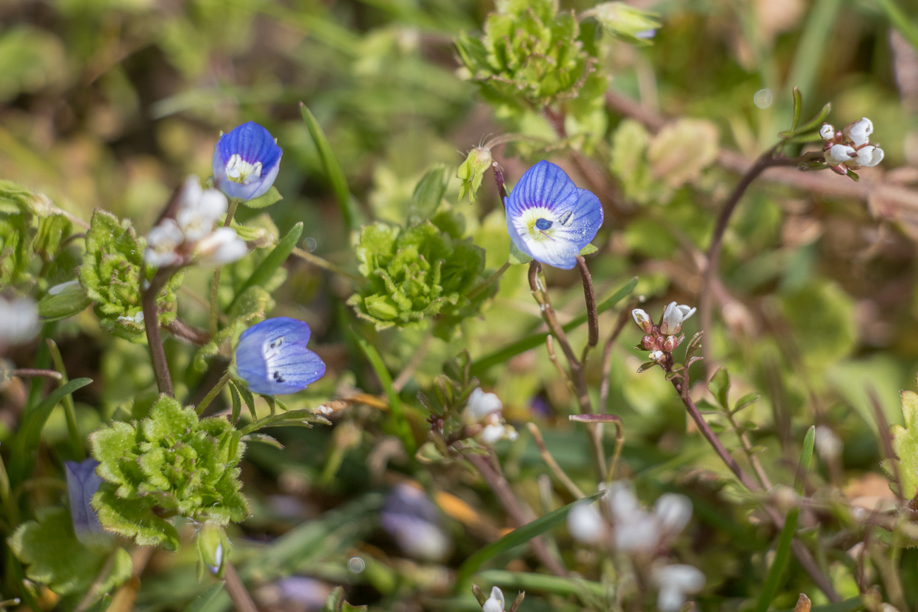 Zarte Blüten am Wegesrand 