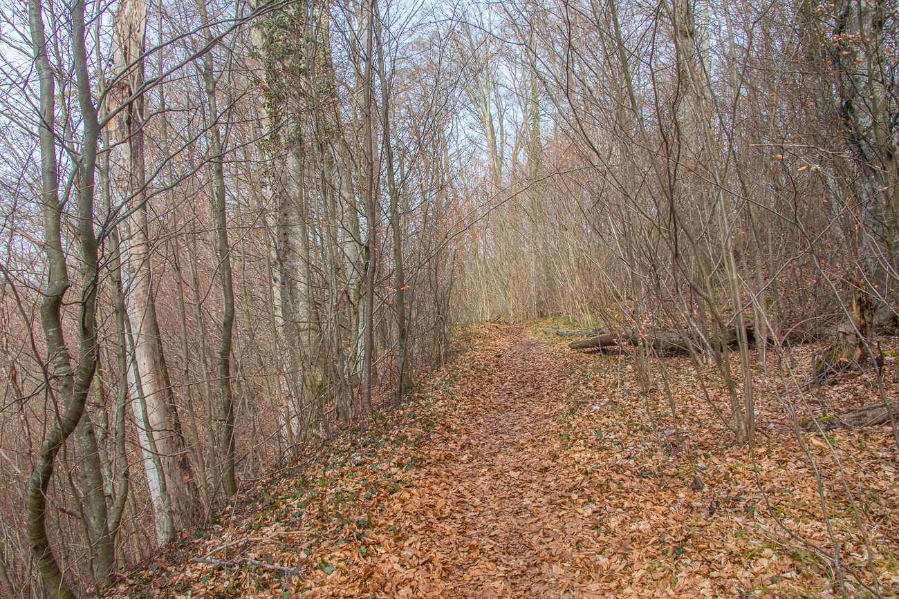 Ab durch den Wald (ohne Mücken) 