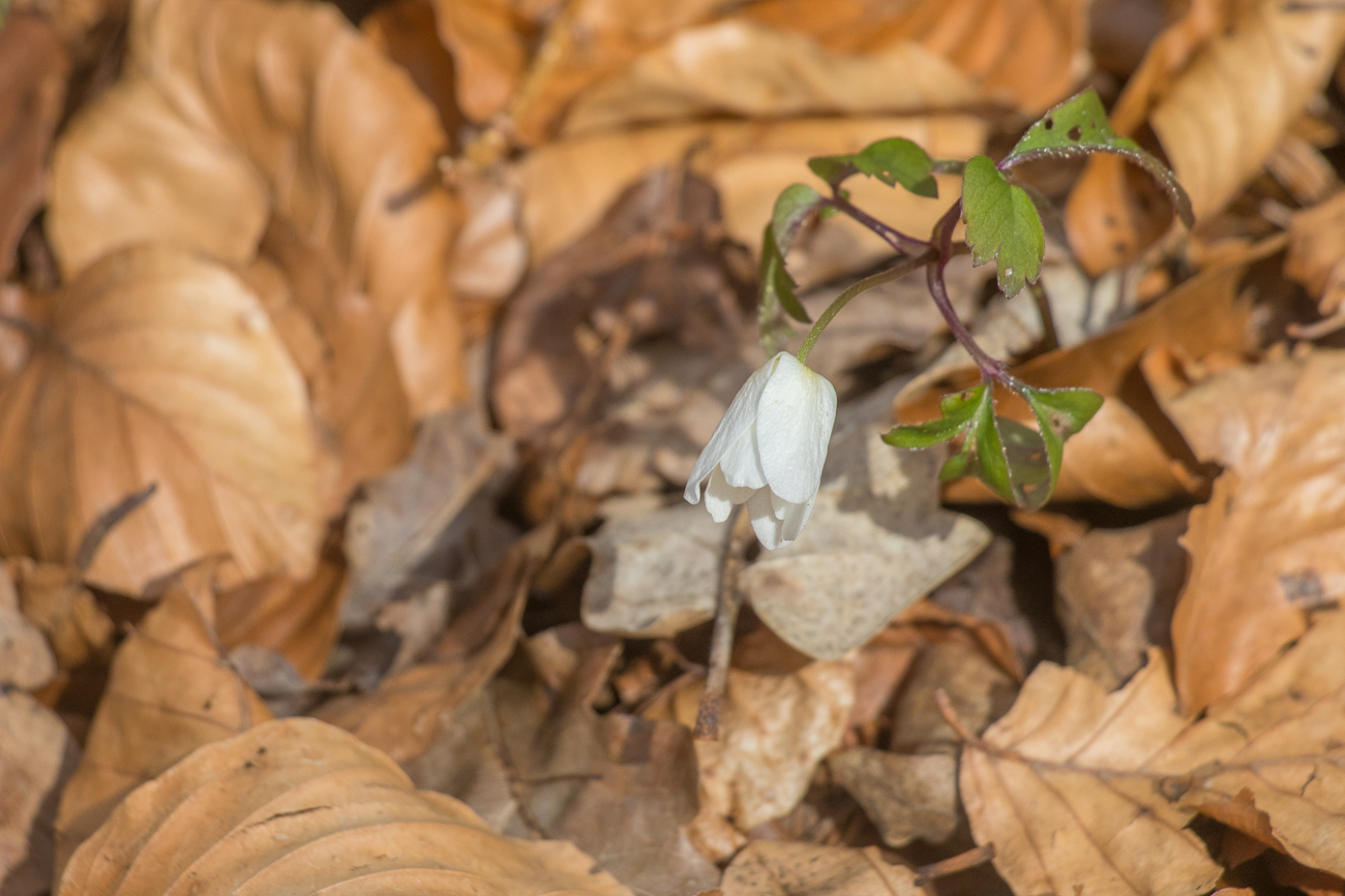 Zarte Blüten am Wegesrand 