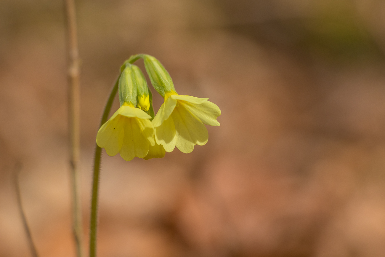 Zarte Blüten am Wegesrand 