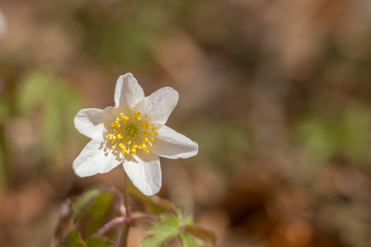 Zarte Blüten am Wegesrand 