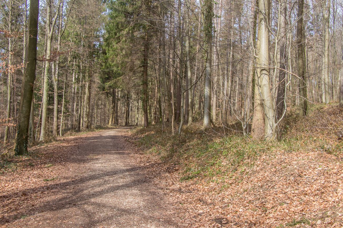 Durch den Wald geht es wieder zum Parkplatz zurück 