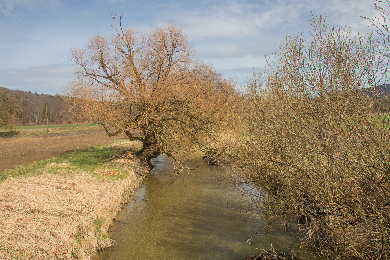 Grenzbach zwischen Deutschland und Schweiz: Biber 
